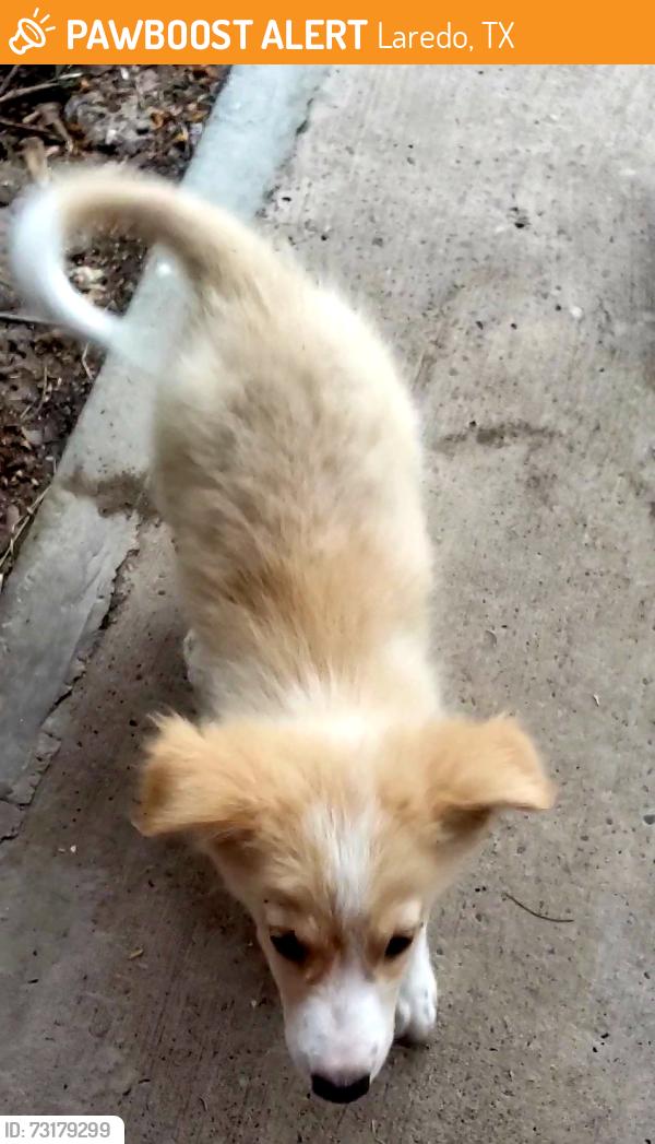Found/Stray Unknown Dog last seen Train Tracks by Laredo College, Laredo, TX 78040