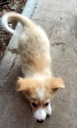 Found/Stray Unknown Dog last seen Train Tracks by Laredo College, Laredo, TX 78040