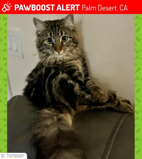 Lost Female Cat last seen We have an exit to Frank Sinatra and we are nearby Sun City, Palm Desert, CA 92260