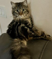 Lost Female Cat last seen We have an exit to Frank Sinatra and we are nearby Sun City, Palm Desert, CA 92260