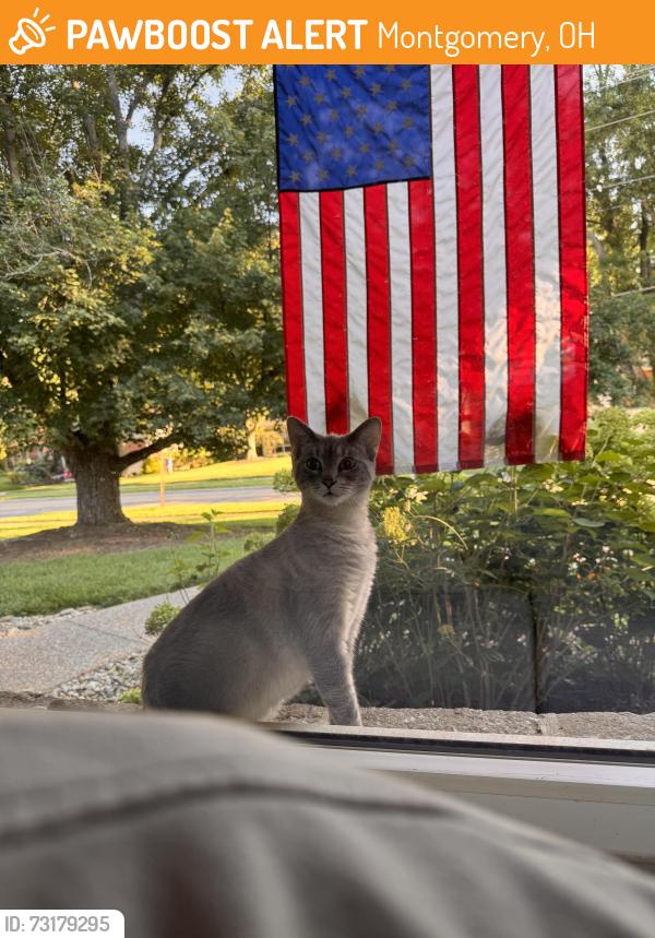 Found/Stray Female Cat last seen Residential areas behind the Montgomery Kroger/shopping area, Montgomery, OH 45242