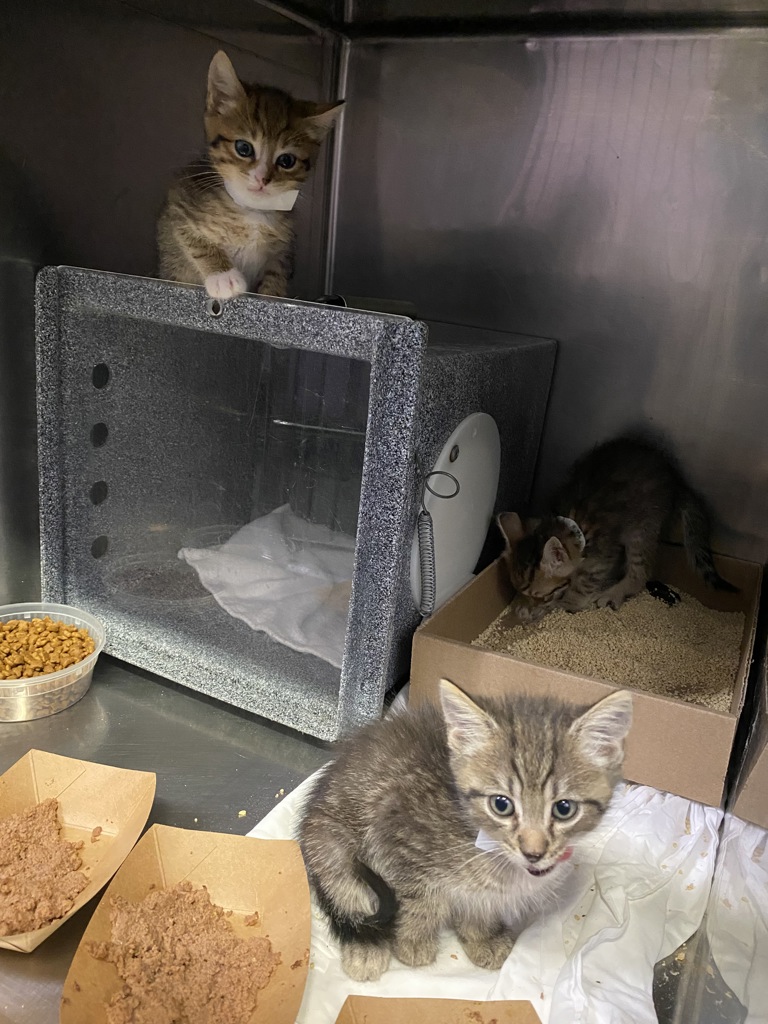 Shelter Stray Male Cat last seen Near Laconia Avenue, BRONX, NY, 10466, 326 E 110th St, New York, NY 10029, USA