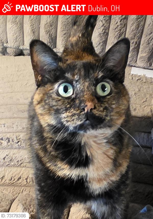 Lost Female Cat last seen John Shields Parkway and Dale Drive, Dublin, OH 43017