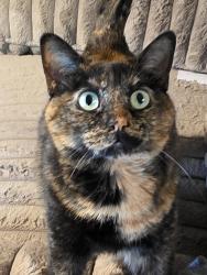 Lost Female Cat last seen John Shields Parkway and Dale Drive, Dublin, OH 43017