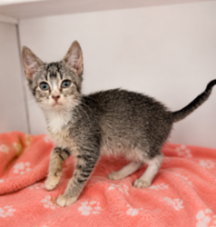 Shelter Stray Female Cat last seen Near Nashua Drive, CARENCRO, LA, 70520, 410 Dugas Rd, Lafayette, LA 70507, USA