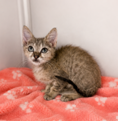Shelter Stray Female Cat last seen Near Nashua Drive, CARENCRO, LA, 70520, 410 Dugas Rd, Lafayette, LA 70507, USA