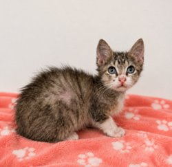 Shelter Stray Male Cat last seen Near Nashua Drive, CARENCRO, LA, 70520, 410 Dugas Rd, Lafayette, LA 70507, USA