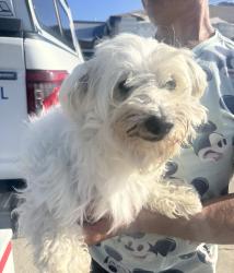 Found/Stray Male Dog last seen Near Lemoli Ave, Hawthorne, CA 90250