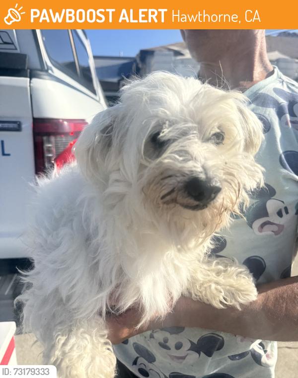 Found/Stray Male Dog last seen Near Lemoli Ave, Hawthorne, CA 90250
