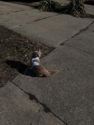 Lost Male Cat last seen Near Myra Ave Janesville wi, 53548, Janesville, WI 53548