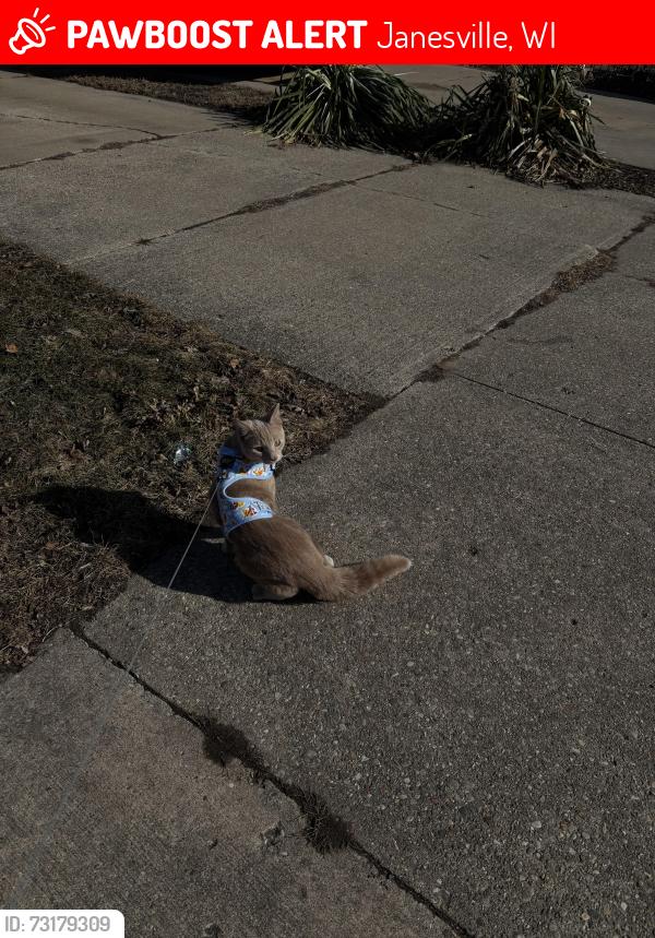 Lost Male Cat last seen Near Myra Ave Janesville wi, 53548, Janesville, WI 53548