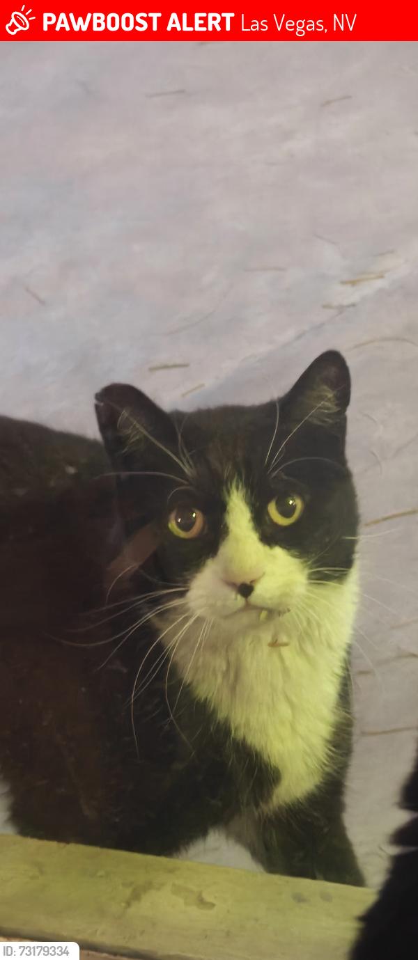 Lost Male Cat last seen 16th and Chapman, Las Vegas, NV 89104