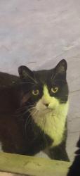 Lost Male Cat last seen 16th and Chapman, Las Vegas, NV 89104