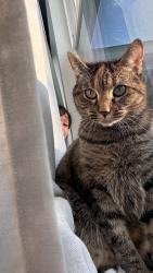Lost Female Cat last seen New Berlin road, Jacksonville, FL 32218