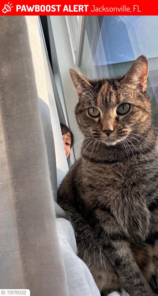 Lost Female Cat last seen New Berlin road, Jacksonville, FL 32218