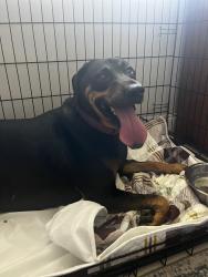 Found/Stray Female Dog last seen Peacock drive, Panama City Beach, FL 32407