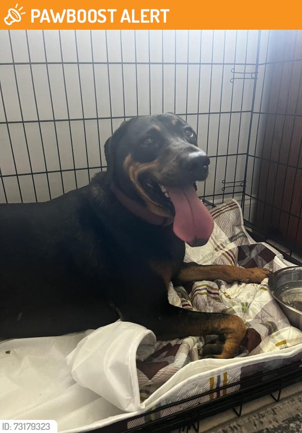 Found/Stray Female Dog last seen Peacock drive, Panama City Beach, FL 32407