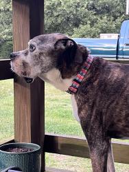 Lost Male Dog last seen Hebron road , Fm 1897 , FM 1752, Savoy, TX 75479