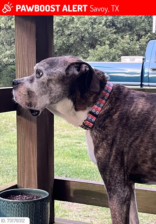 Lost Male Dog last seen Hebron road , Fm 1897 , FM 1752, Savoy, TX 75479