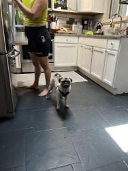 Lost Male Dog last seen Tucson st, Aurora, CO 80011