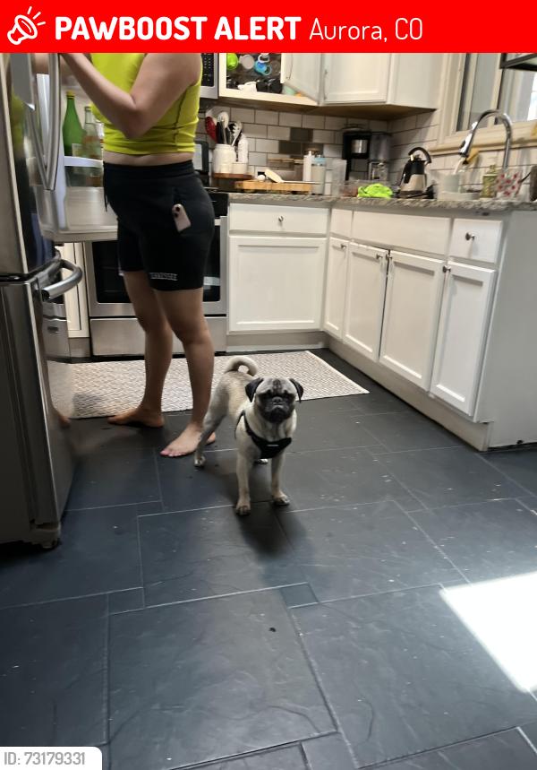 Lost Male Dog last seen Tucson st, Aurora, CO 80011