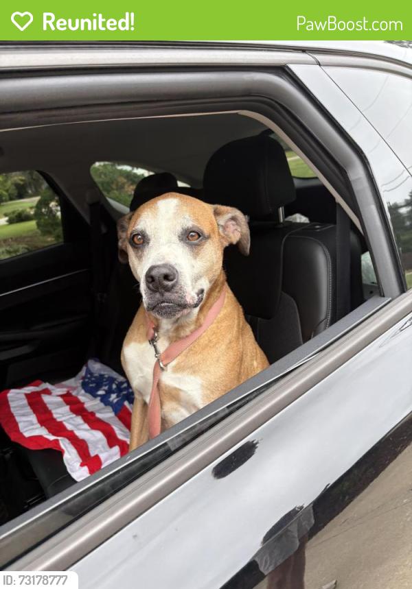 Reunited Male Dog last seen Fernwood Glendale, Pierce Acres neighborhood, Spartanburg, SC 29307