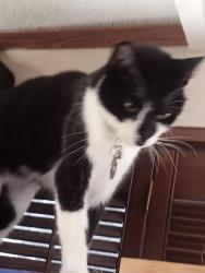 Lost Male Cat last seen Near w citracado, Casa de Amigos , 55+ community., Escondido, CA 92029