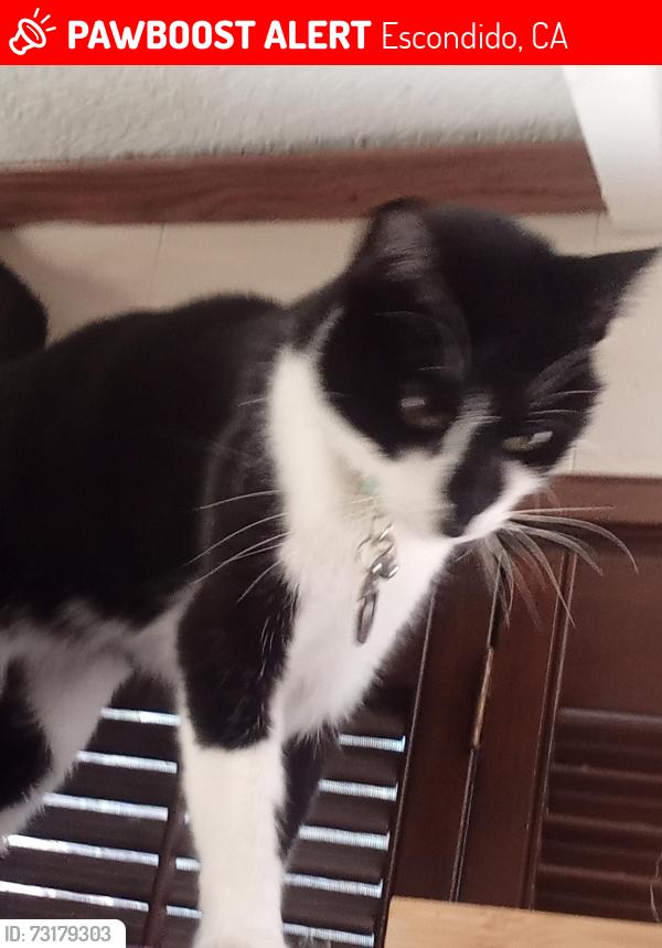 Lost Male Cat last seen Near w citracado, Casa de Amigos , 55+ community., Escondido, CA 92029