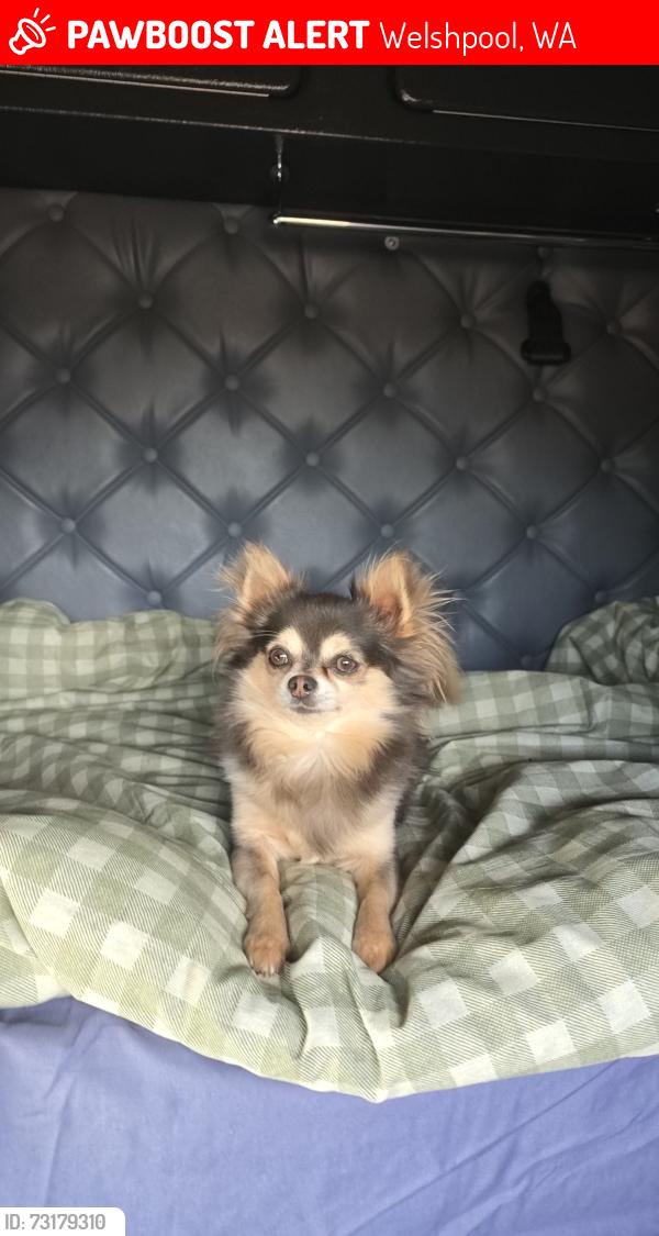 Lost Male Dog last seen Welshpool Rd and Mills Rd, Welshpool, WA 6106