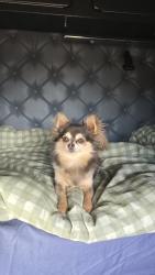 Lost Male Dog last seen Welshpool Rd and Mills Rd, Welshpool, WA 6106