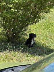 Reunited Male Dog last seen SR-91 N, Johnson County, TN 37683