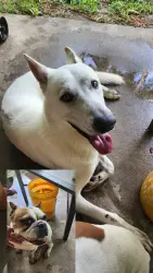 Reunited Male Dog last seen Near aldi and our hse., Pasadena, TX 77504