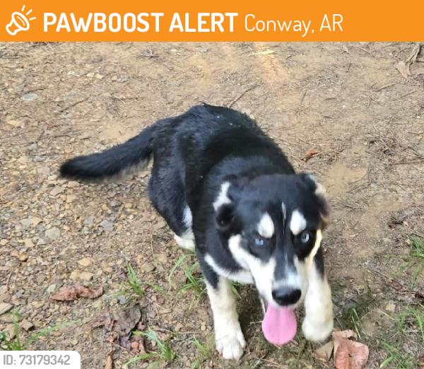 Found/Stray Female Dog last seen Round Mountain Rd, Conway, AR 72034