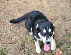 Found/Stray Female Dog last seen Round Mountain Rd, Conway, AR 72034