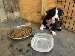 Found/Stray Male Dog last seen 15-501 & NC Hwy 73, West End, NC 27376