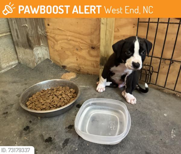 Found/Stray Male Dog last seen 15-501 & NC Hwy 73, West End, NC 27376