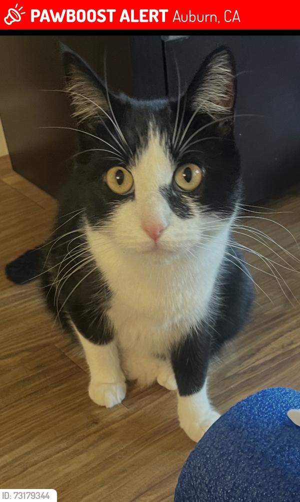 Lost Female Cat last seen Virginia and Terrace St. in Auburn, Auburn, CA 95603