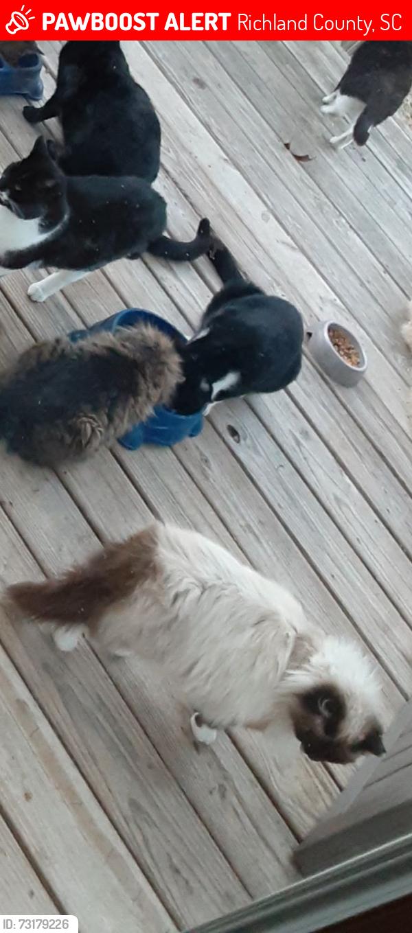 Lost Male Cat last seen Spears Creek Church Rd and Percival Rd, Richland County, SC 29054