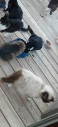 Lost Male Cat last seen Spears Creek Church Rd and Percival Rd, Richland County, SC 29054