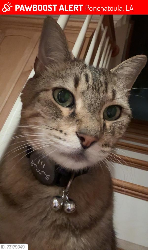 Lost Male Cat last seen Weinberger Trace in Ponchatoula, Ponchatoula, LA 70454