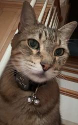 Lost Male Cat last seen Weinberger Trace in Ponchatoula, Ponchatoula, LA 70454