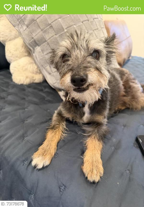 Reunited Male Dog last seen Near Magnolia Way, Walnut Creek, CA 94595, USA, Walnut Creek, CA 94595