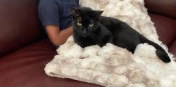 Reunited Male Cat last seen Dixon Road, in between University Drive and Martin Luther King Jr Parkway, Durham, NC 27707