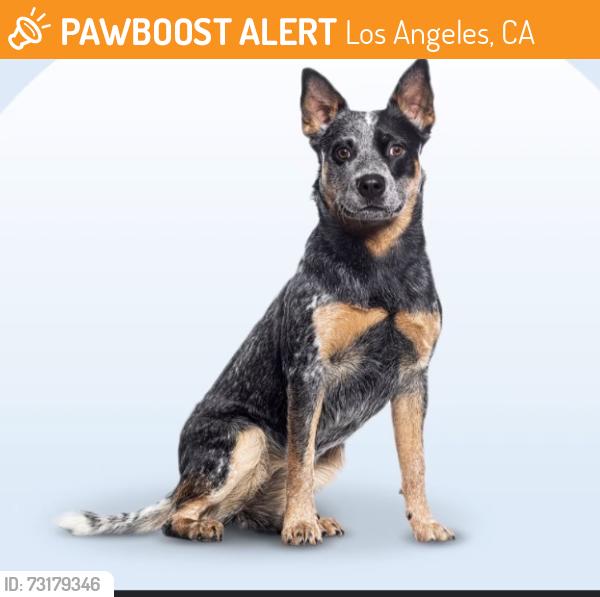 Found/Stray Unknown Dog last seen Sunset and Figueroa, Los Angeles, CA 90012