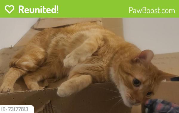 Reunited Male Cat last seen Near Deerwood Crescent, Richmond Hill, ON L4E 4B2, Canada, Richmond Hill, ON L4E 4B2