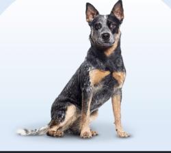 Found/Stray Unknown Dog last seen Sunset and Figueroa, Los Angeles, CA 90012