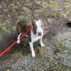 Shelter Stray Female Dog last seen , 980 Guilford College Rd, Greensboro, NC 27409, USA