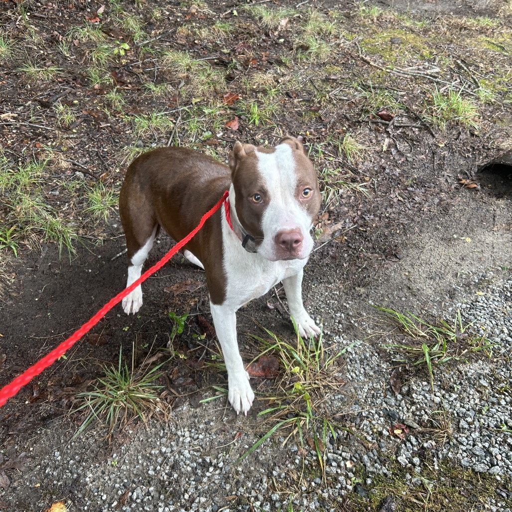Shelter Stray Female Dog last seen , 980 Guilford College Rd, Greensboro, NC 27409, USA