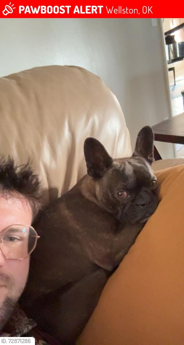 Lost Male Dog last seen Hwy 177, Wellston, OK 74881