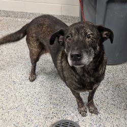 Shelter Stray Male Dog last seen , 328 Furman Hall Rd, Greenville, SC 29609, USA